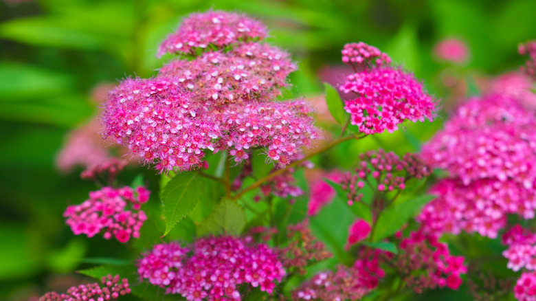 Blooming Japanese spirea with bright pink flower clusters.