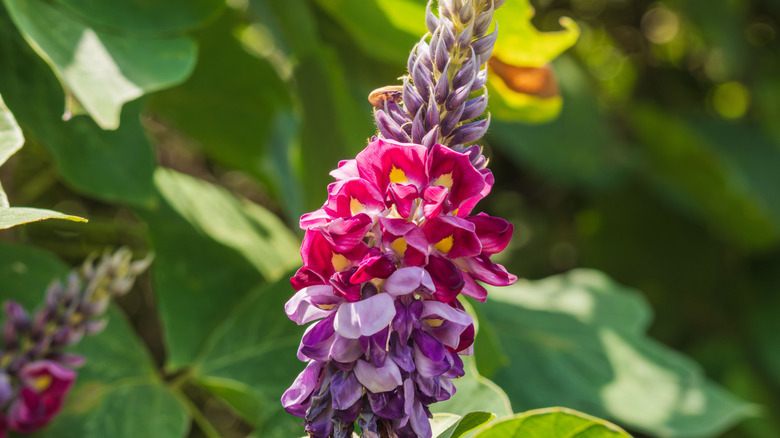 Close up of a purple and pink-hued kudzu flower head.
