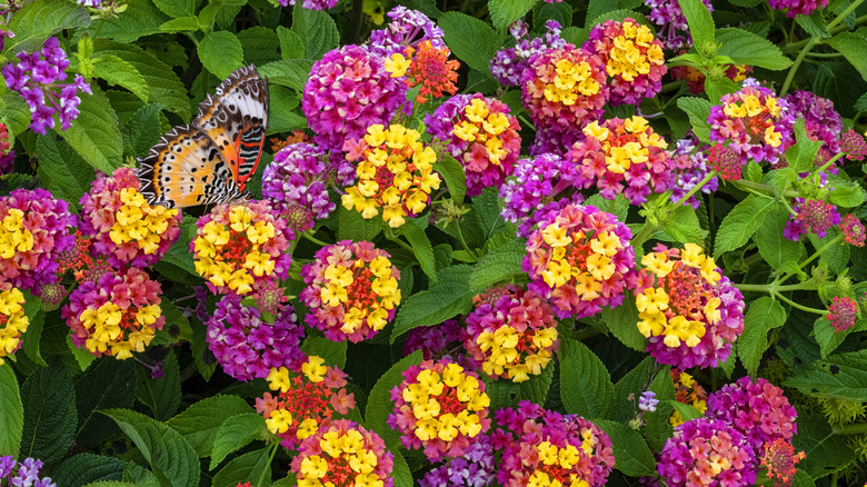 A butterfly sips from a cluster of yellow and purple lantana flowers.