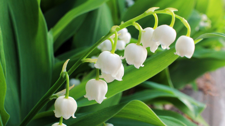 Close-up of the bell-shaped white flowers on lily of the valley, with its long green leaves in the background.
