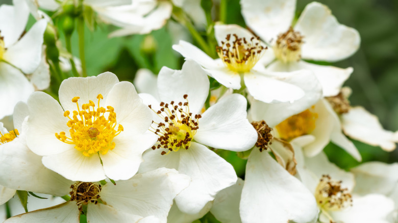 Closeup of multiflora rose flowers with delicate yellow stamens surrounded by white petals.