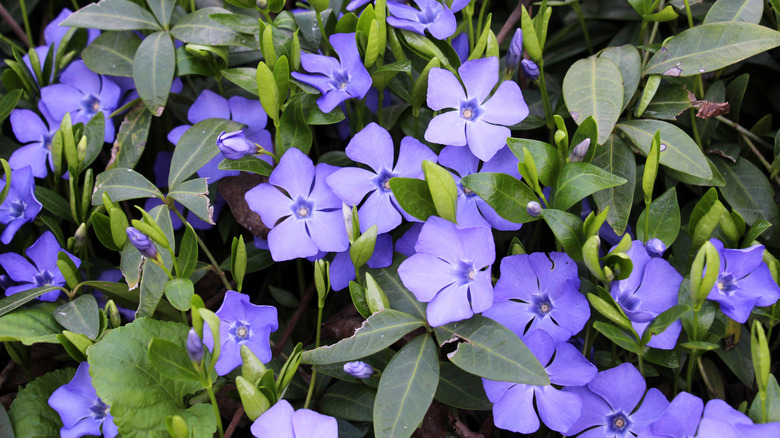 Close up of a dense cluster of purple-blue periwinkle flowers with dark green leaves.