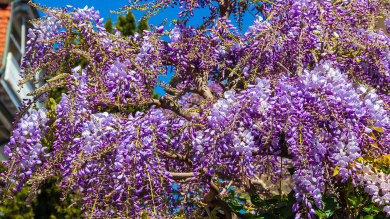 Close up of wisteria thick with  hanging purple flower clusters.