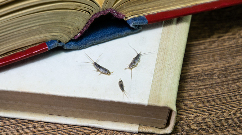 Silverfish, which can be extremely destructive to books, clothes, and more