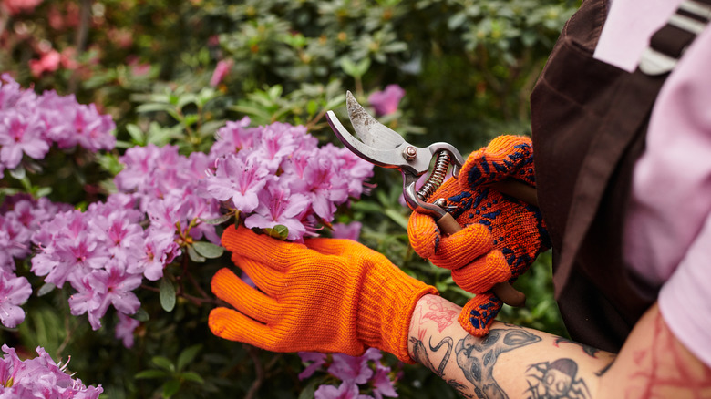Person pruning acid-loving azalea shrub