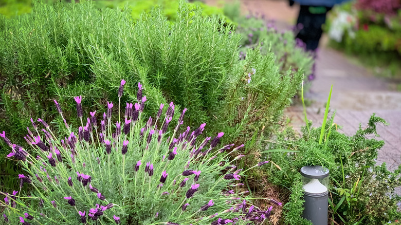 Lavender and rosemary plants growing together in a garden