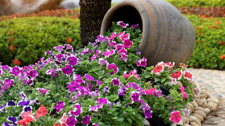 A garden pot on its side with petunias cascading out