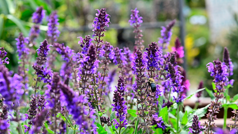 Purple salvia attracting a bee to the garden.
