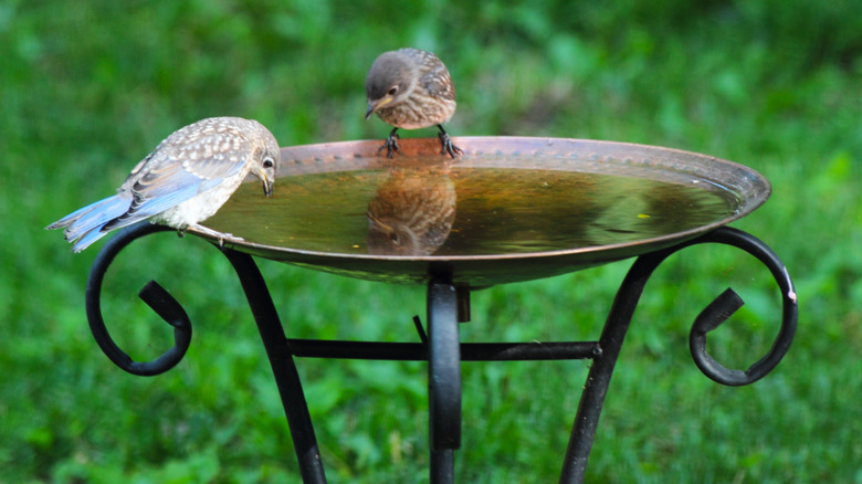 A birdbath tucked away inside of a vibrant garden.