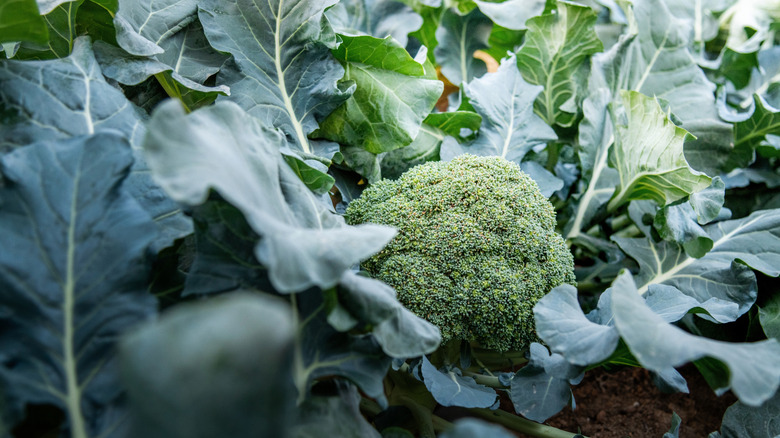 Beautiful crop of green broccoli.