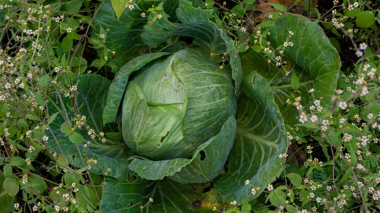 Large head of cabbage in the garden