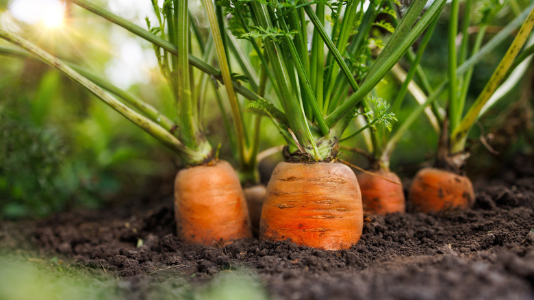 Carrot crops in the ground