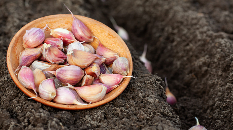 Garlic bulbs being planted