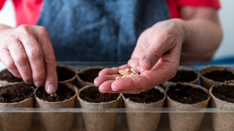 Starting seeds for winter garden