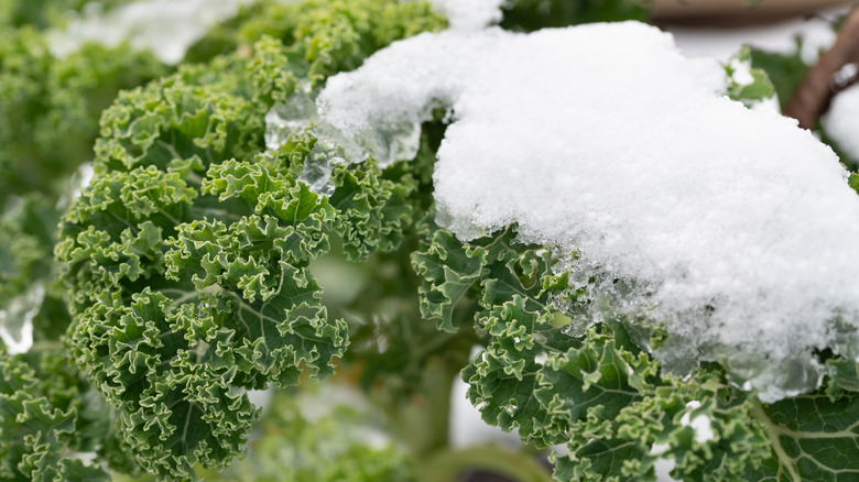 Fresh kale with snow on top