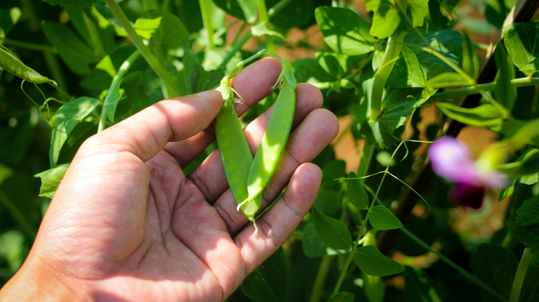 Gardener holding fresh peas