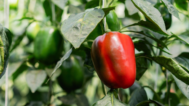 Ripe pepper plant