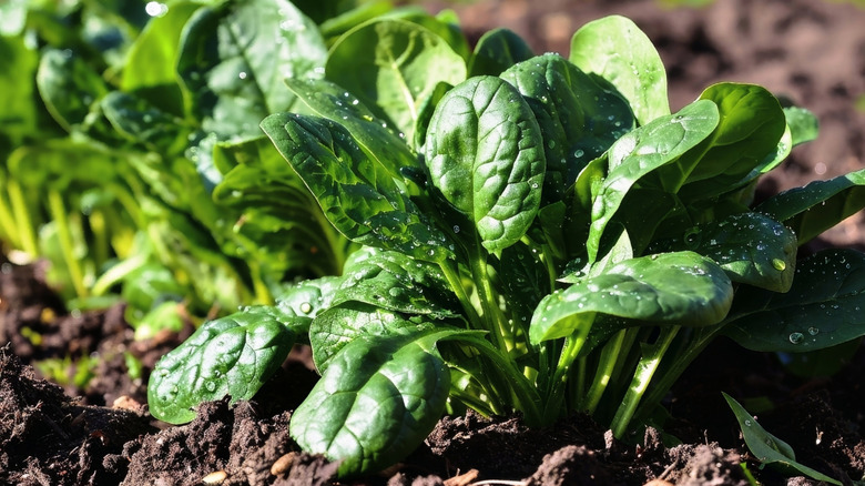 Healthy spinach crop