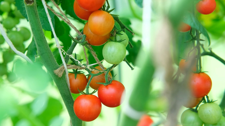 Fresh tomatoes on a vine