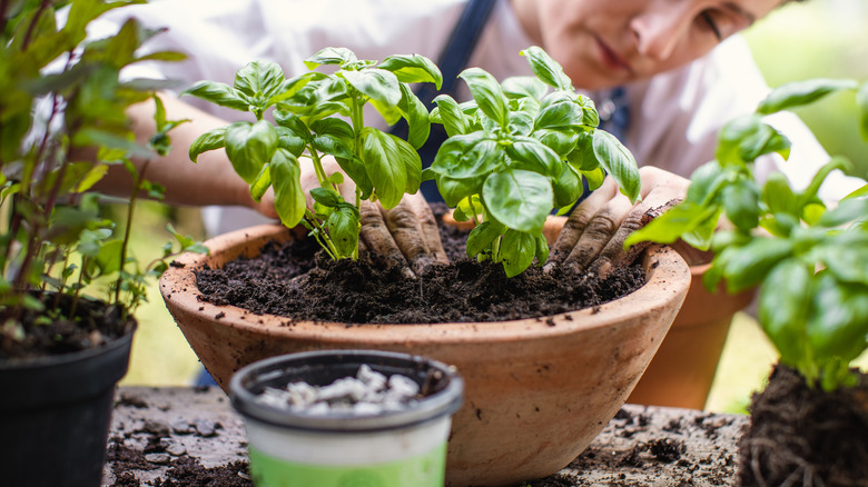 a woman planting basil in a terracotta bowl