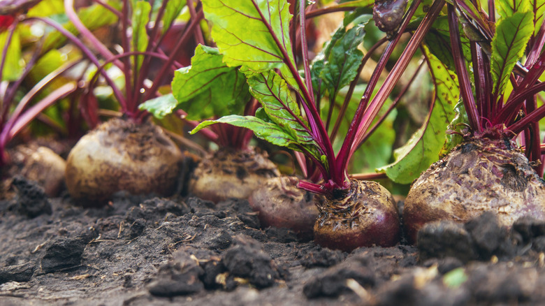 red beets growing in the soil