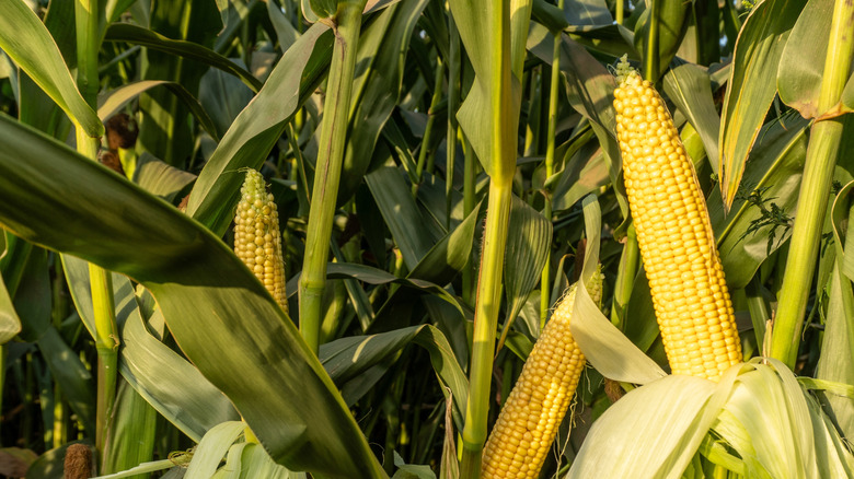 a group of corn plants with ripe ears of corn