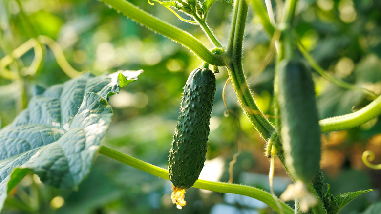 young cucumber fruits growing on the vine