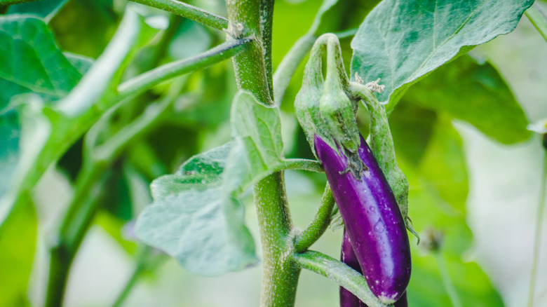 a slender purple eggplant growing on a vine