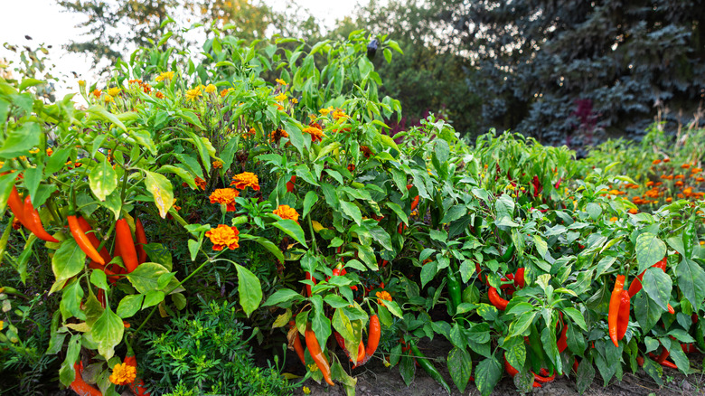 hot peppers growing in a garden with marigolds