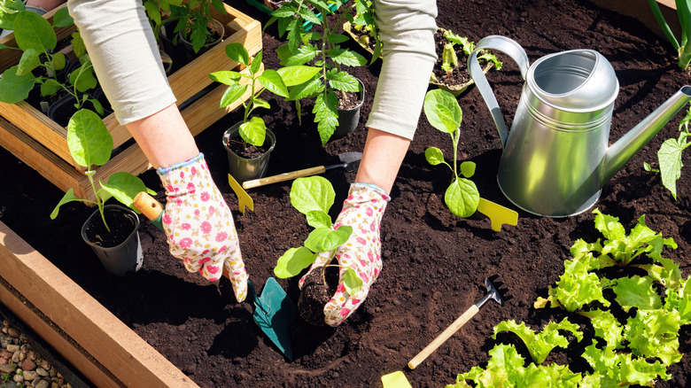 a gardener planting a seedling in a raised bed garden