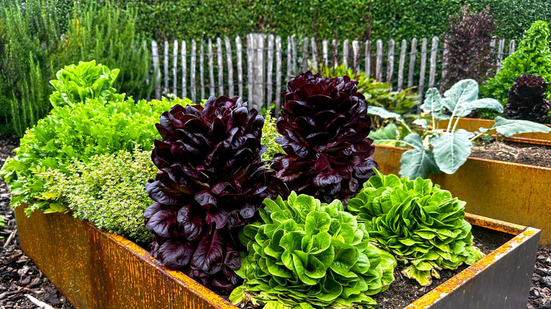 leaf lettuce growing in metal raised bed gardens