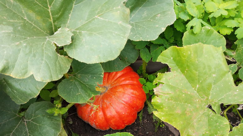 a large orange pumpkin nestled among the leaves of a pumpkin vine