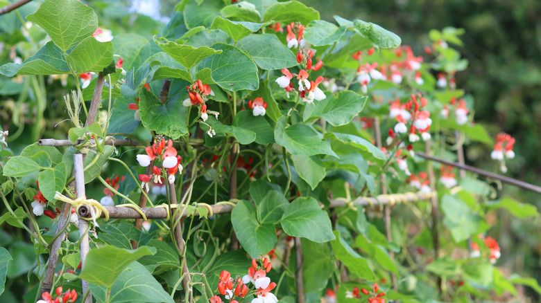 colorful red and white runner beans growing on a trellis