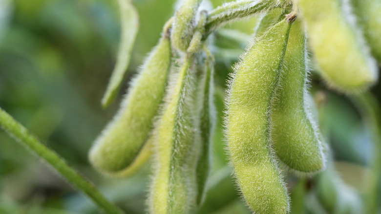 ripe soy beans growing on a vine