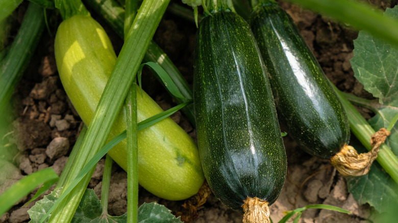 different varieties of zucchini growing in the garden