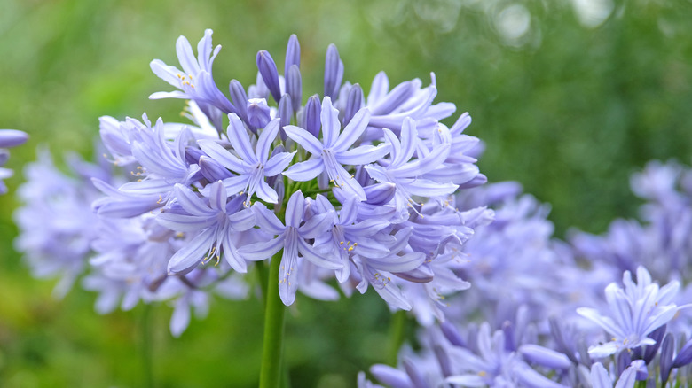 Pale blue agapanthus flowers