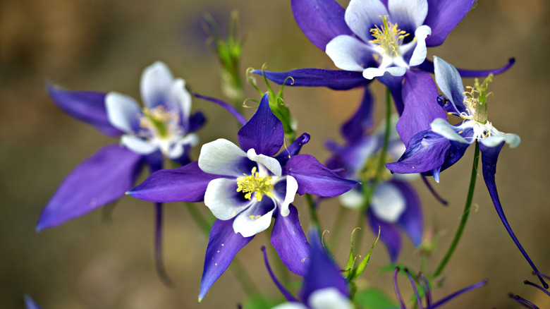 Purple columbine flowers