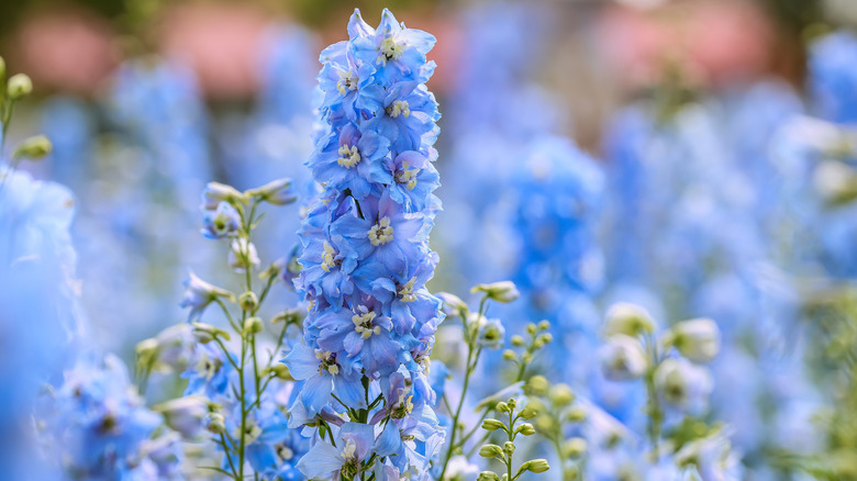 Blue delphinium flower