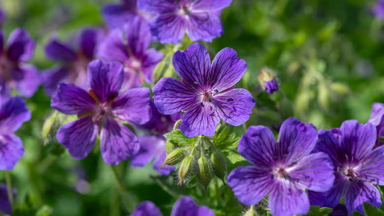 Purple geranium flowers closeup shot