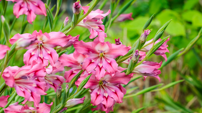 Pink spring gladiolus flowers