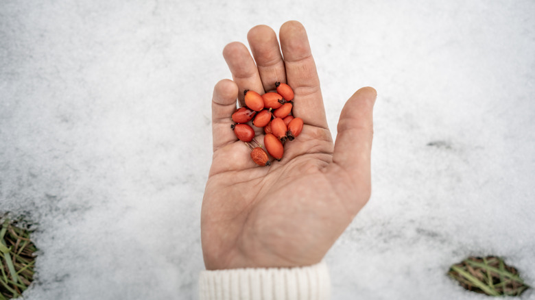 overhead shot of open hand holding seeds in winter