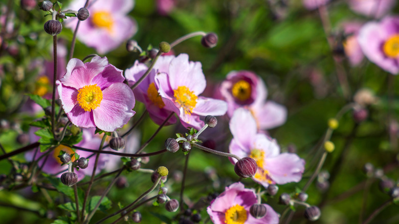 Beautiful japanese anemone flowers