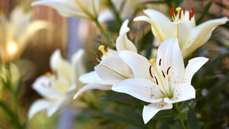 Closeup on white lily flowers