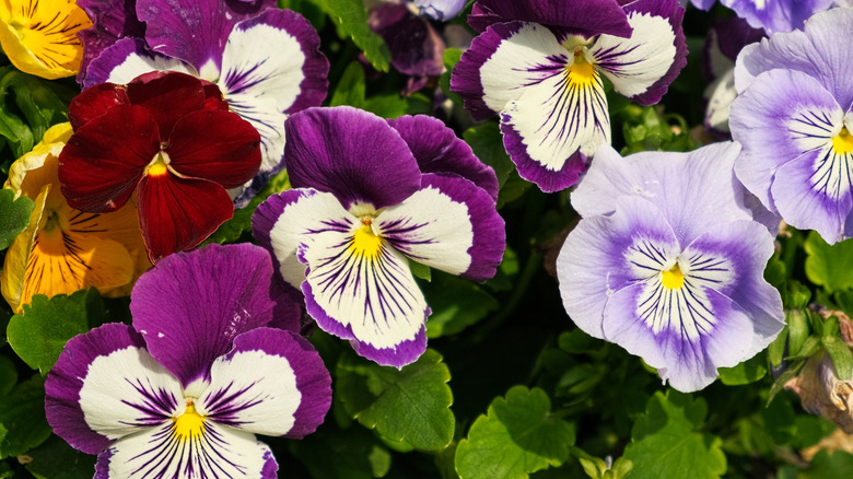 Pansy flowers in bloom