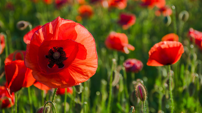Red poppy flowers