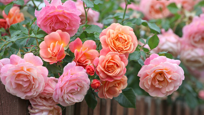 Colorful climbing pink roses along a fence