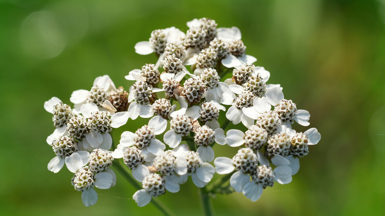 Closeup on yarrow bloom