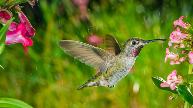 Hummingbird sipping from pink beardtongue