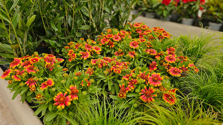 Blanket flowers in garden bed
