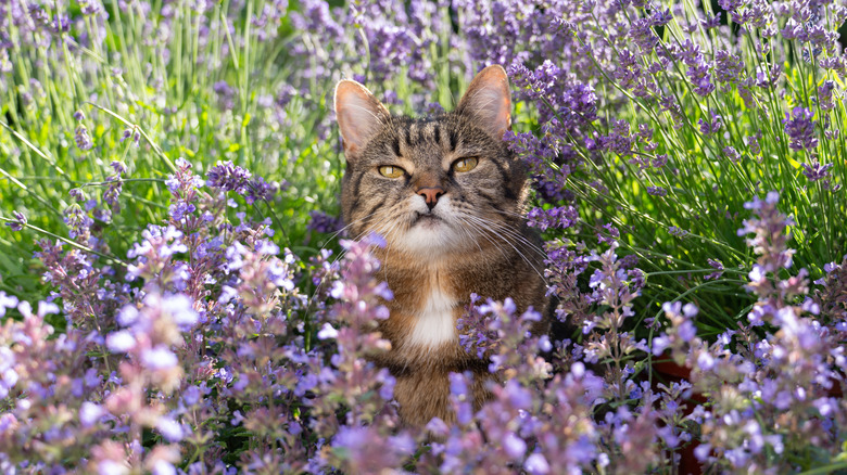 Cat surrounded by catnip blooms